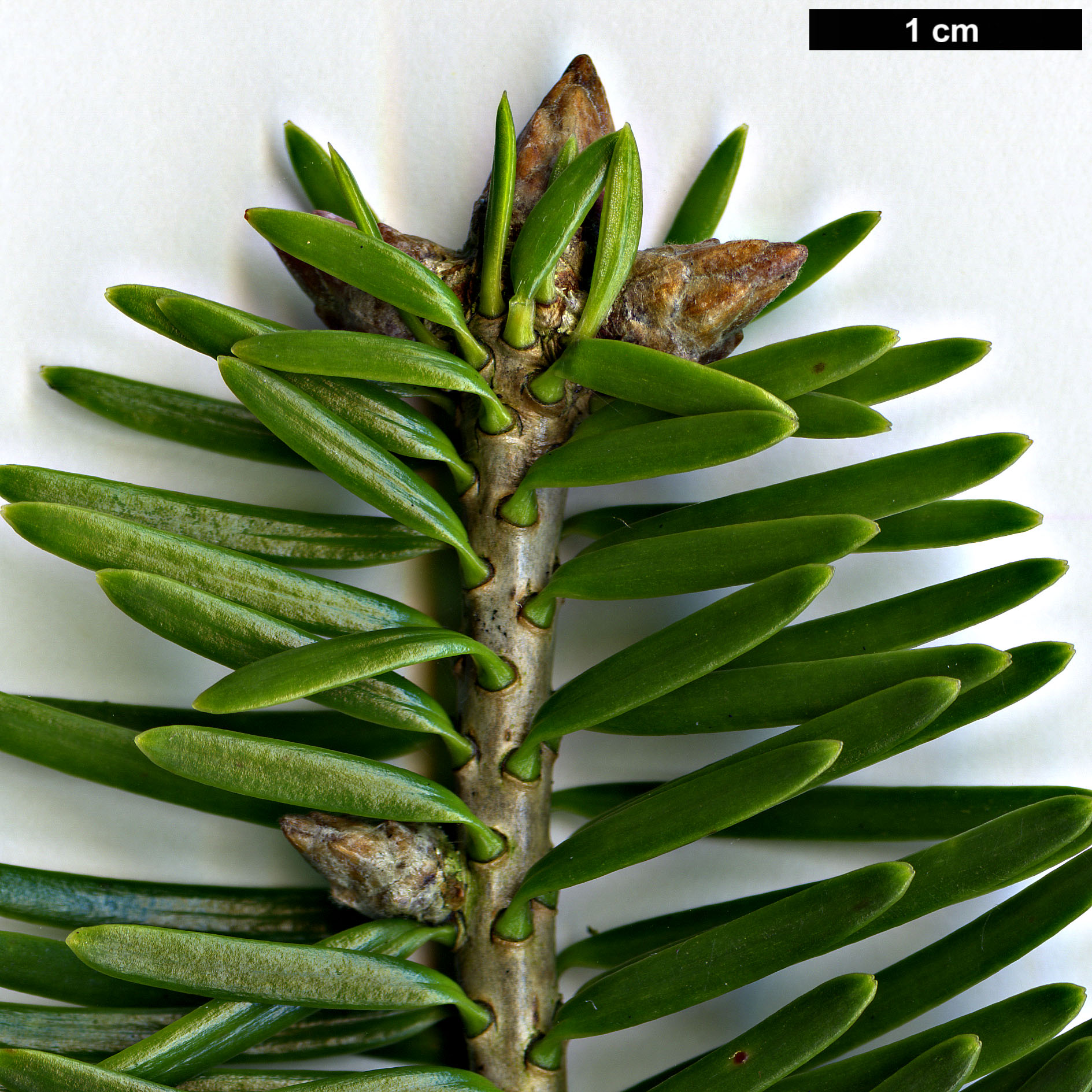 High resolution image: Family: Pinaceae - Genus: Abies - Taxon: chensiensis - SpeciesSub: subsp. yulongxueshanensis